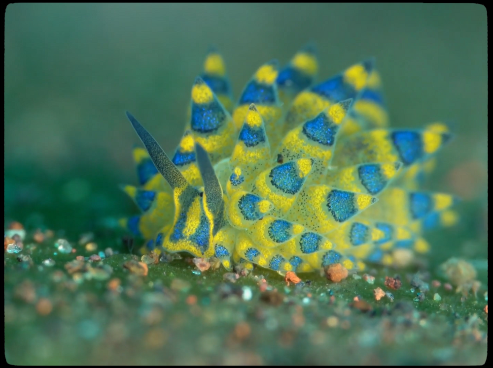 Macro