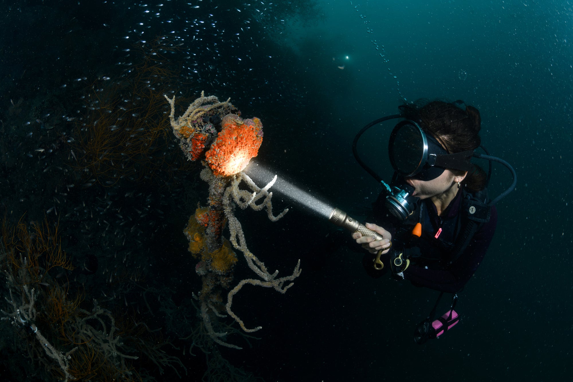 Explore Deeper. Dive Further.